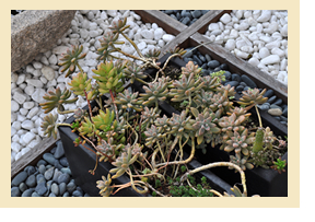 �C�x���g | �P�H�s �{�� ��㏑�� �L�b�Y�J�t�F